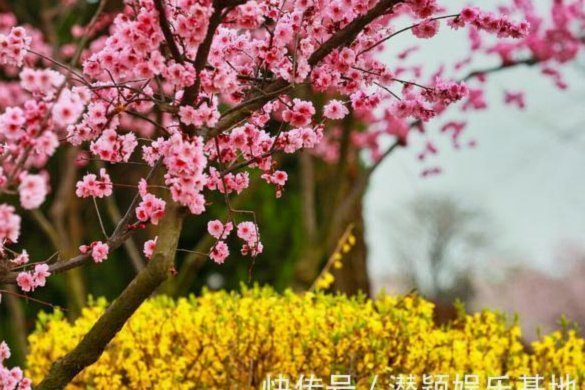 哪里可以套拿去花