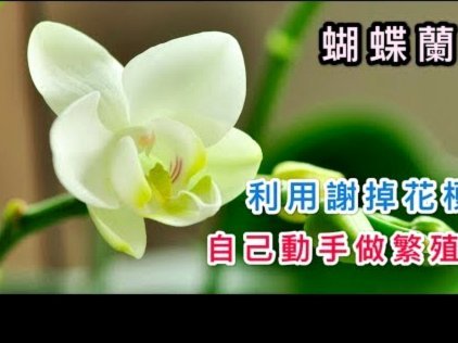套花呗信用卡是什么意思