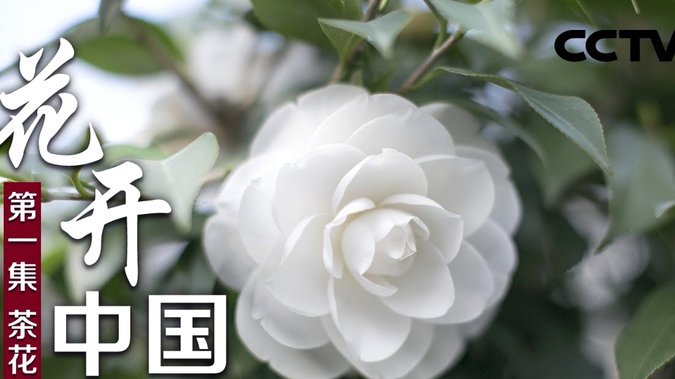 花呗提现方法解析