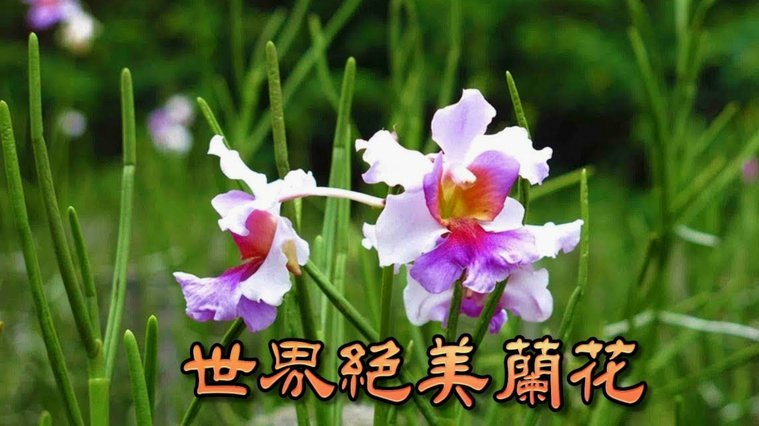 花呗兑换