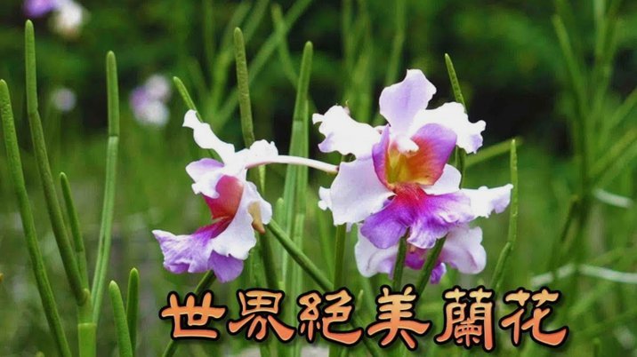 海鸥花呗靠谱吗？风险与槽点全揭露