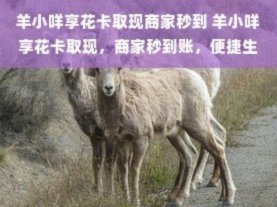 羊小咩：助力企业现金流管理