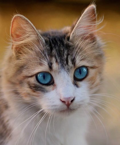 揭秘花呗天猫秒速到账的秘密背后