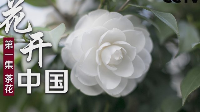 花呗平台 出来多久还款