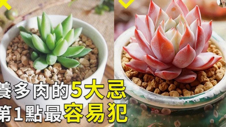 拿去花怎么用不了