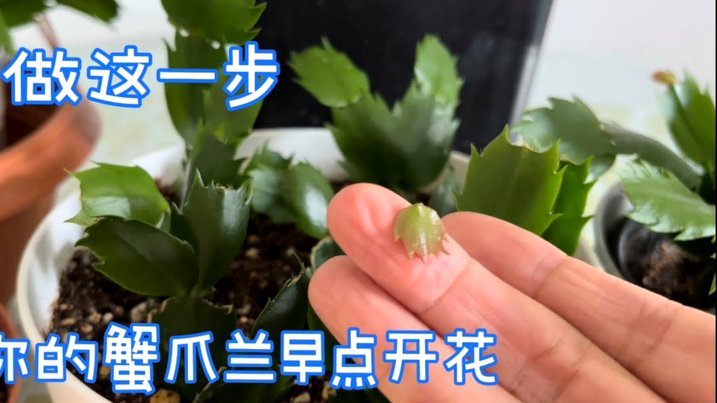拿去花怎么用不了