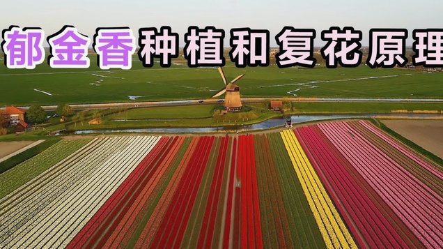 花呗会关闭吗？未来的变局与挑战